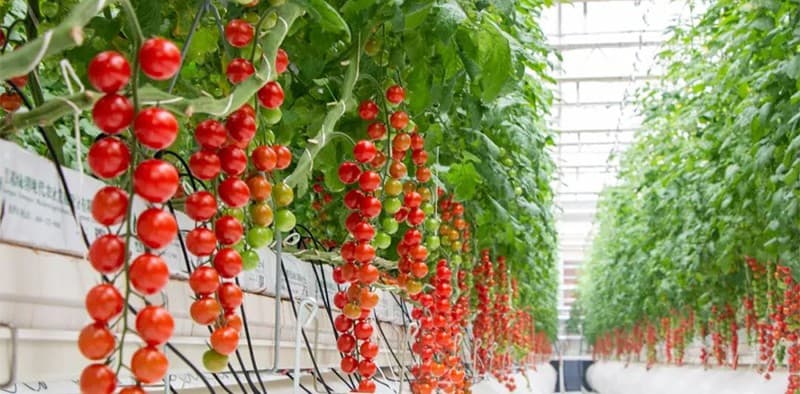 images/1674978651144tomato weight sorter.jpg